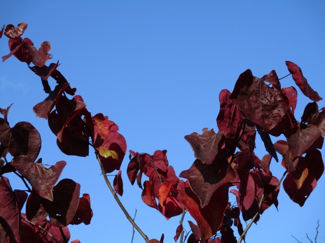 cercis canadensis 'forest pansy'