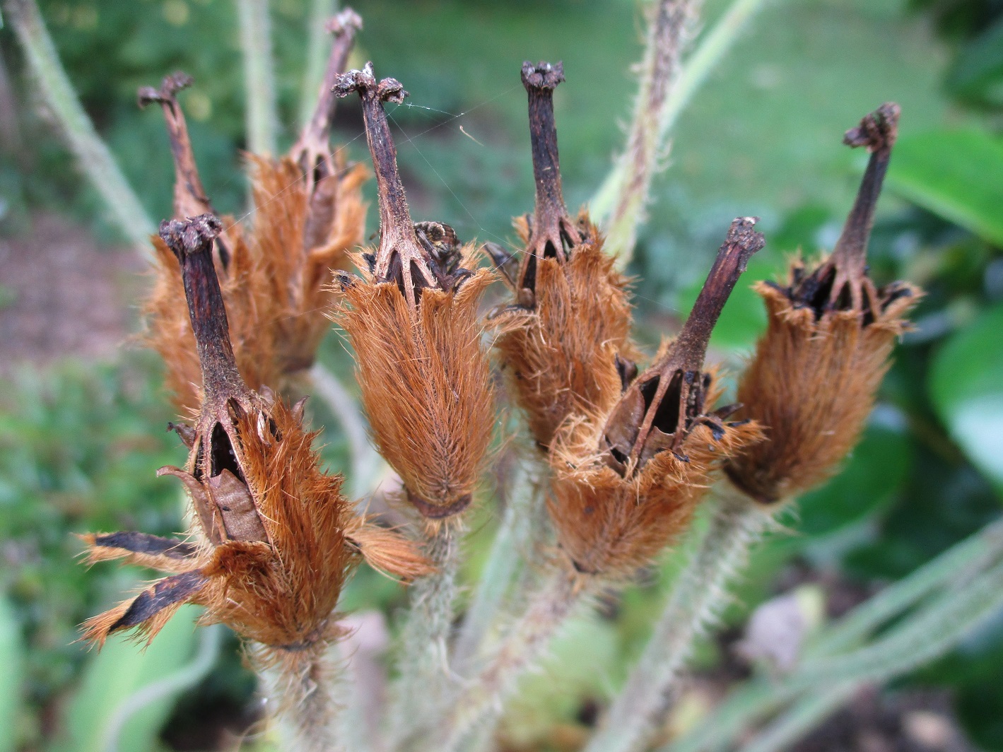Meconopsis seed heads